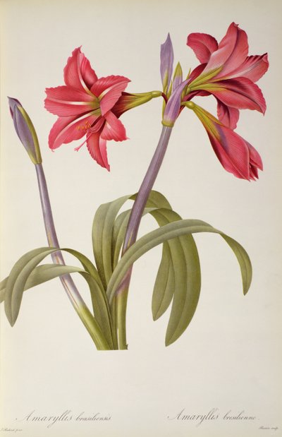 Amaryllis Brasiliensis, aus `Les Liliacees